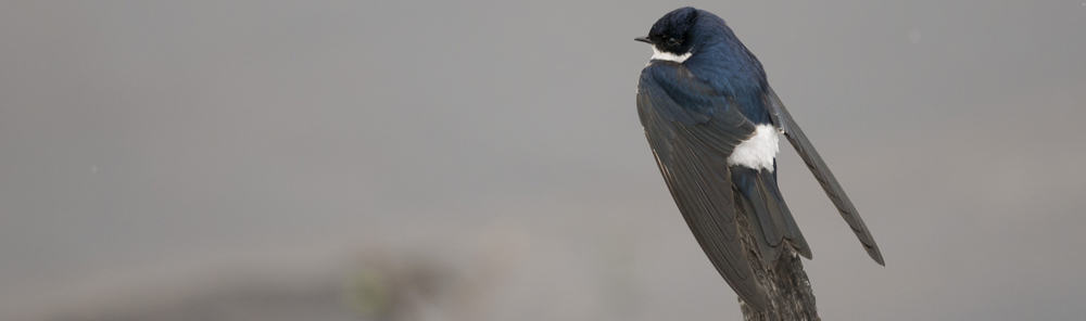 CHILEAN SWALLOW Tachycineta meyeni